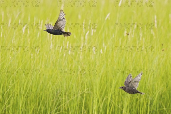 Common Starling (Sturnus vulgaris) adult and juvenile flying, Brandenburg, Germany, Europe