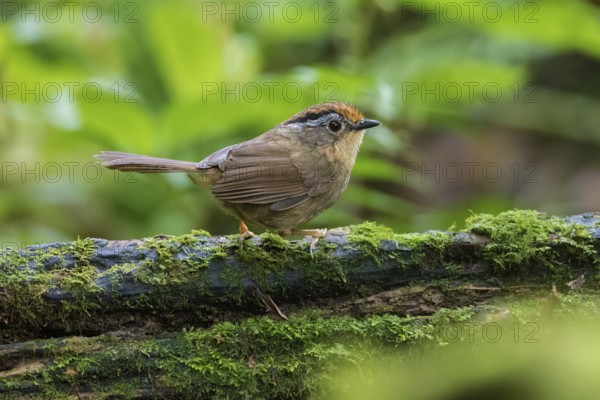 Braunkappenalcippe (Alcippe dubia), Ngoc Linh, Vietnam, Asia