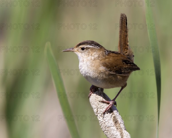 Marsh Wren, Cistothorus palustris, perching in a marsh near Porter Lake, Saskatchewan, Canada, North America