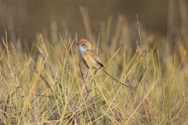 Mallee Emu-wren (Stipiturus mallee), Victoria, Australia, Oceania