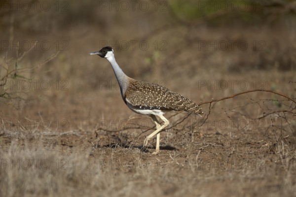 Heuglin's Bustard (Neotis heuglinii), Megalo Plains, Ethiopia, Africa