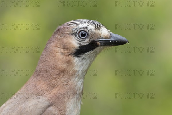 Eurasian Jay (Garrulus glandarius), Lower Saxony, Germany, Europe