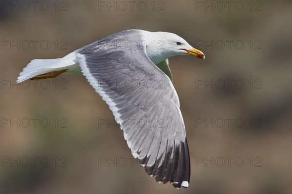 Armenian Gull (Larus armenicus) flying, Armenia, Asia