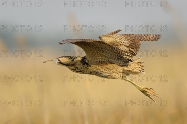 Eurasian Bittern (Botaurus stellaris) flying, Austria, Europe