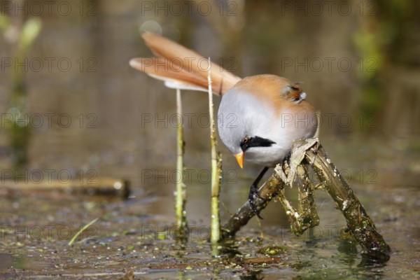 Bearded Reedling (Panurus biarmicus) male foraging in reedbed, Mecklenburg-Western, Pomerania, Germany, Europe