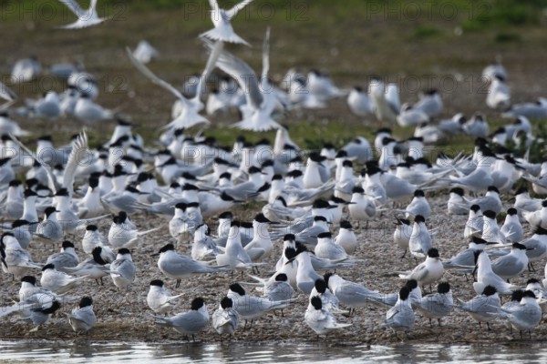 Sandwich Tern (Thalasseus sandvicensis) group, Netherlands