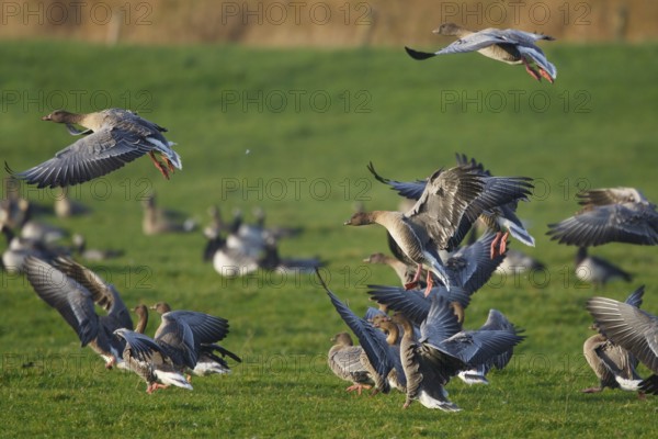 Pink-footed Goose (Anser brachyrhynchus), Friesland, Netherlands
