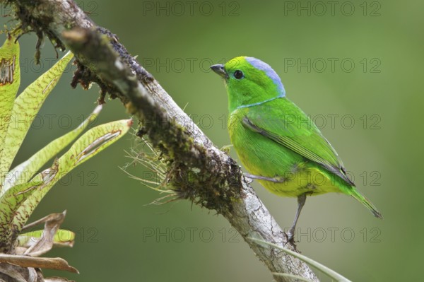 Golden-browed Clorophonia (Chlorophonia callophrys) perched on a branch in Costa Rica, Central America