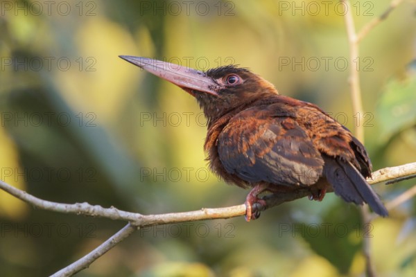 Purus Jacamar (Galbalcyrhynchus purusianus) perched on a branch in Manu National Park, Peru, South America