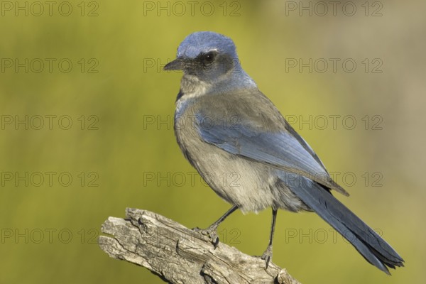 California Scrub Jay (Aphelocoma californica), Utah, USA, North America