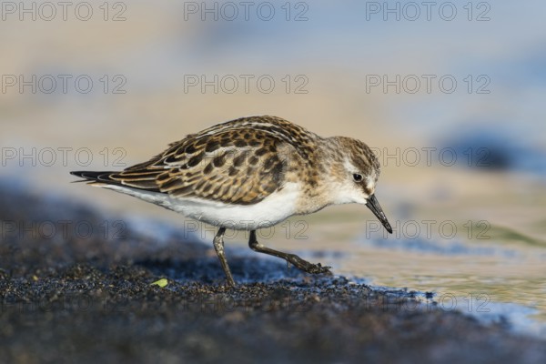 Little Stint (Calidris minuta) foraging, Eilat, Israel, Asia