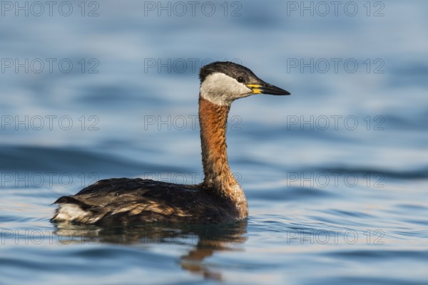 Red-necked Grebe (Podiceps grisegena), Eilat, Israel, Asia