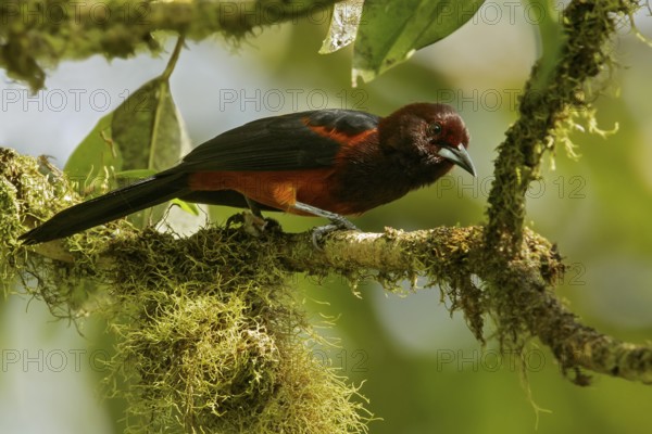 Martinique oriole (Icterus bonana) perched on a branch on the Caribbean Island of Martinique