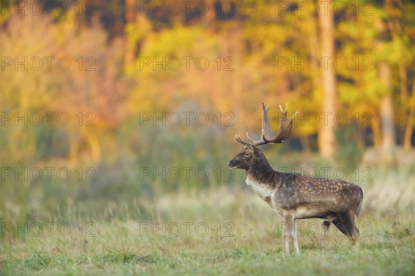 Damhirsch, Dama dama Fallow Deer, Dama dama