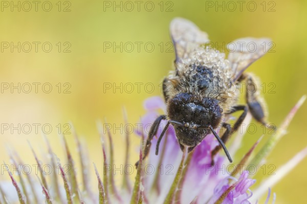 Westliche Honigbiene, Apis mellifera Western Honey Bee, Apis mellifera