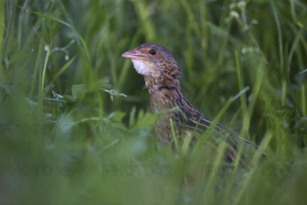Corn Crake (Crex crex) male, Saxony, Germany, Europe