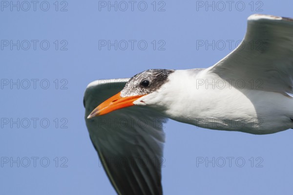Caspian Tern (Hydroprogne caspia) flying, Oman, Asia