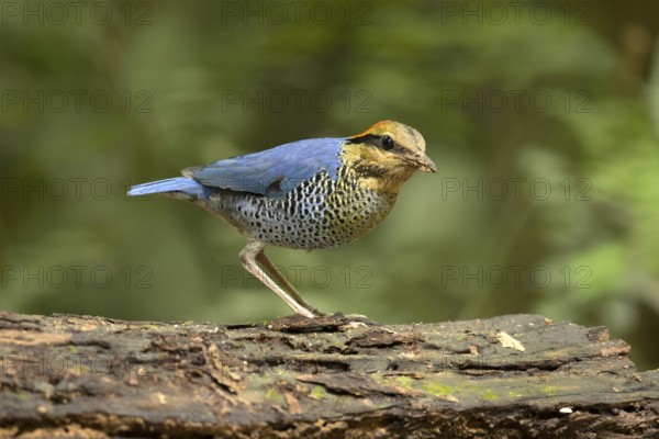 Blue Pitta (Hydrornis cyaneus) male perched on an old tree trunk, Kaeng Krachan, Thailand, Asia