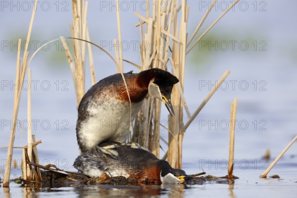 Red-necked Grebe (Podiceps grisegena) pair mating, Mecklenburg-Western Pomerania, Germany, Europe