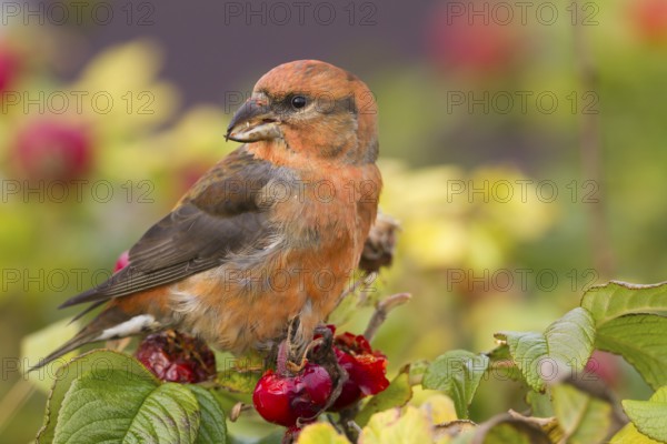 Common Crossbill - Fichtenkreuzschnabel - Loxia curvirostra ssp. curvirostra, Germany, adult male, Type C 'Glip Crossbill', Europe