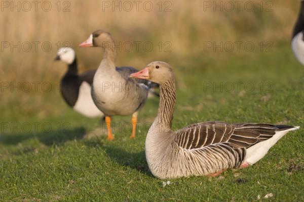Greylag Goose (Anser anser), Schleswig-Holstein, Germany, Europe
