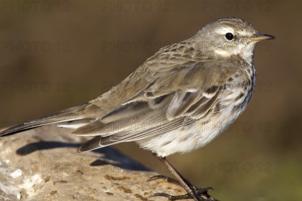 Water Pipit (Anthus spinoletta), Castile-La Mancha, Spain, Europe