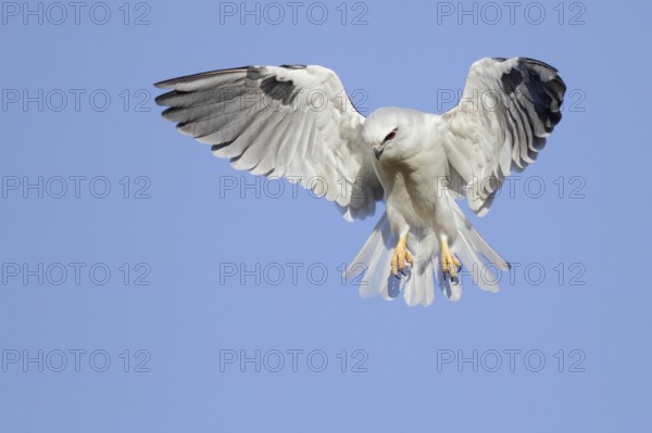 Black-shouldered Kite (Elanus axillaris) flying, Western Australia, Australia, Oceania