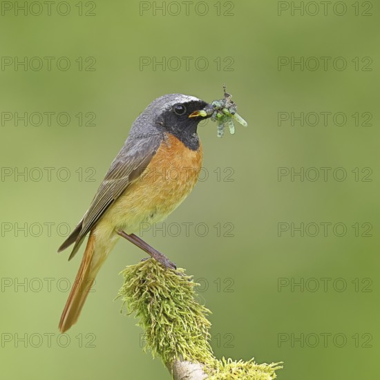 Redstart (Phoenicurus phoenicurus), male with caterpillars in beak on mossy branch, songbird, wildlife, Wilnsdorf, North Rhine-Westphalia, Germany, Europe