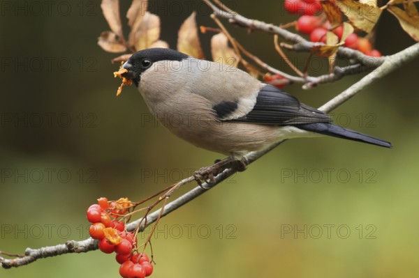 Eurasian Bullfinch (Pyrrhula pyrrhula) female, Lower Saxony, Germany, Europe