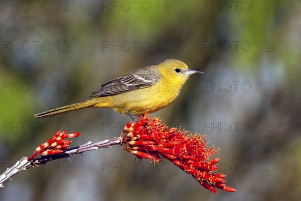 Hooded Oriole Icterus cucullatus Amado, Arizona, United States 16 April Adult Female Icteridae