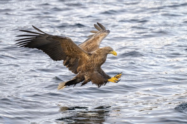 White-tailed eagle (Haliaeetus albicilla), in flight, Lofoten, Norway, Europe