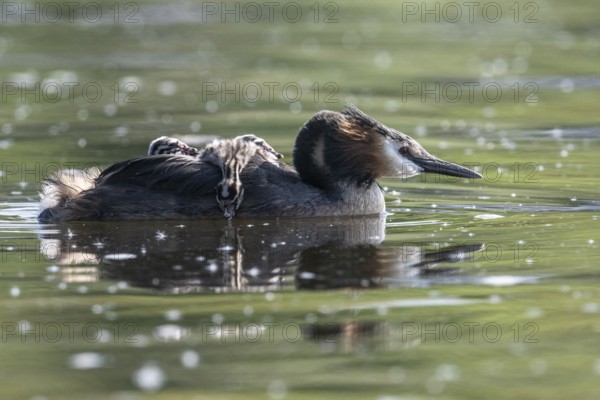 Great Crested Grebe (Podiceps Scalloped ribbonfish) with juveniles, Emsland, Lower Saxony, Germany, Europe