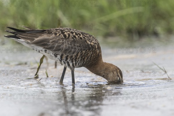 Black-tailed godwit (Limosa limosa), Lower Saxony, Germany, Europe