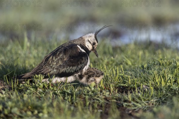 Lapwing (Vanellus vanellus) with young, Lower Saxony, Germany, Europe