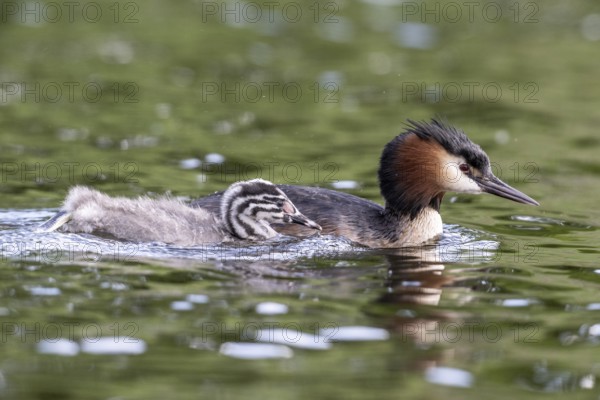 Great Crested Grebe (Podiceps Scalloped ribbonfish) with juvenile, Emsland, Lower Saxony, Germany, Europe