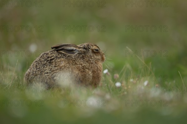 European brown hare (Lepus europaeus) adult animal sleeping in grassland in summer, England, United Kingdom, Europe