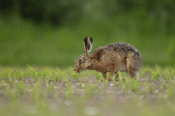 European brown hare (Lepus europaeus) adult animal feeding in a farmland maize field in summer, England, United Kingdom, Europe