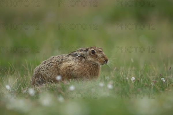 European brown hare (Lepus europaeus) adult animal in grassland in summer, England, United Kingdom, Europe