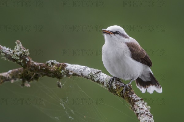Masked Water Tyrant (Fluvicola nengeta) perched on a branch in the Atlantic rainforest of southeast Brazil