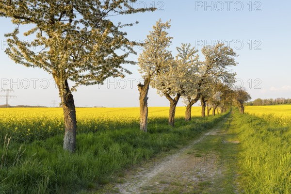 Alley with blossoming fruit trees between rape fields in bloom, field path near Wölkisch, Saxon Elbland, Saxony, Germany, Europe