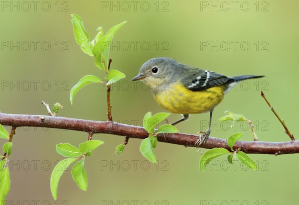 Magnolia Warbler (Setophaga magnolia), Texas, USA, North America