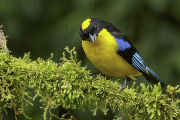 Blue-winged Mountain Tanager (Anisognathus somptuosus) perched on a branch in the Andes Mountains of Colombia
