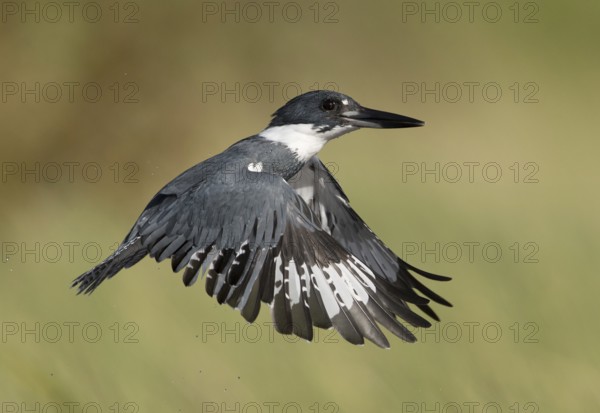 Belted Kingfisher (Megaceryle alcyon) male flying, Florida, USA, North America