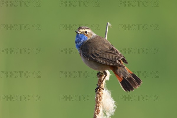 Bluethroat (Luscinia svecica cyanecula) male perched on cattail, Netherlands