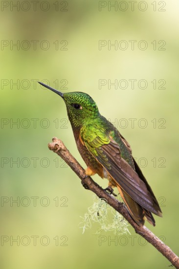 Chestnut-breasted Coronet (Boissonneaua matthewsii) perched on a branch, Napo, Ecuador, South America