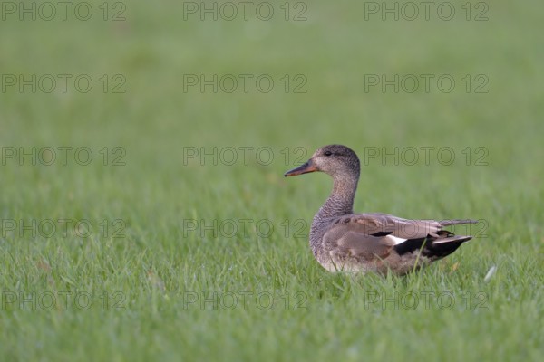Gadwall (Mareca strepera) male perched on field, Netherlands