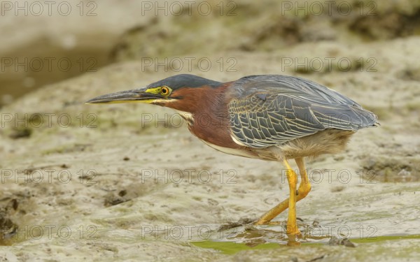 Grünreiher (Butorides virescens) bei der Jagd am Sierpe River