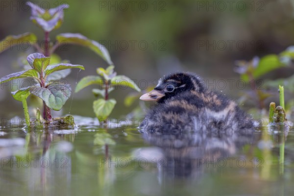 Little Grebe (Tachybaptus ruficollis) chick, North Rhine-Westphalia, Germany, Europe