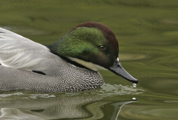 Falcated Duck (Mareca falcata) male, California, USA, North America