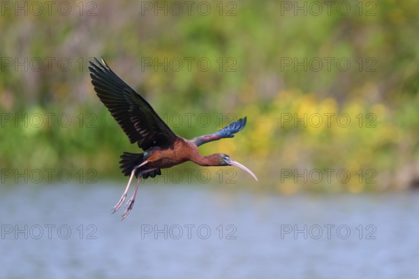 Glossy ibis, (Plegadis falcinellus), flying near a lake, Wakodahatchee Wetlands, Delray Beach, Florida, USA, North America